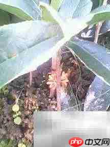 桂花树苗栽培管理要点